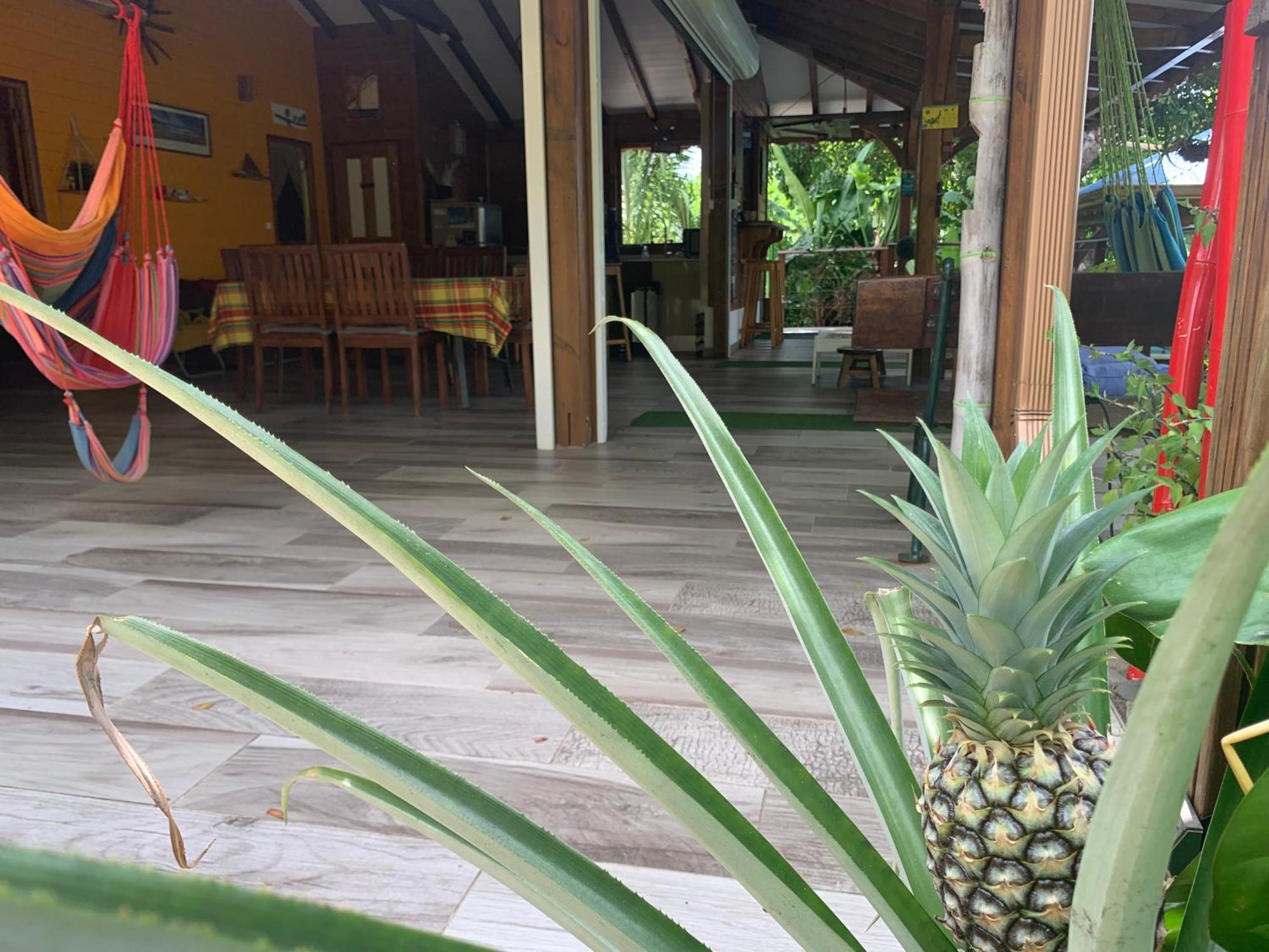 Les Ilets Caraibes Vue Mer Bouillante Eksteriør billede